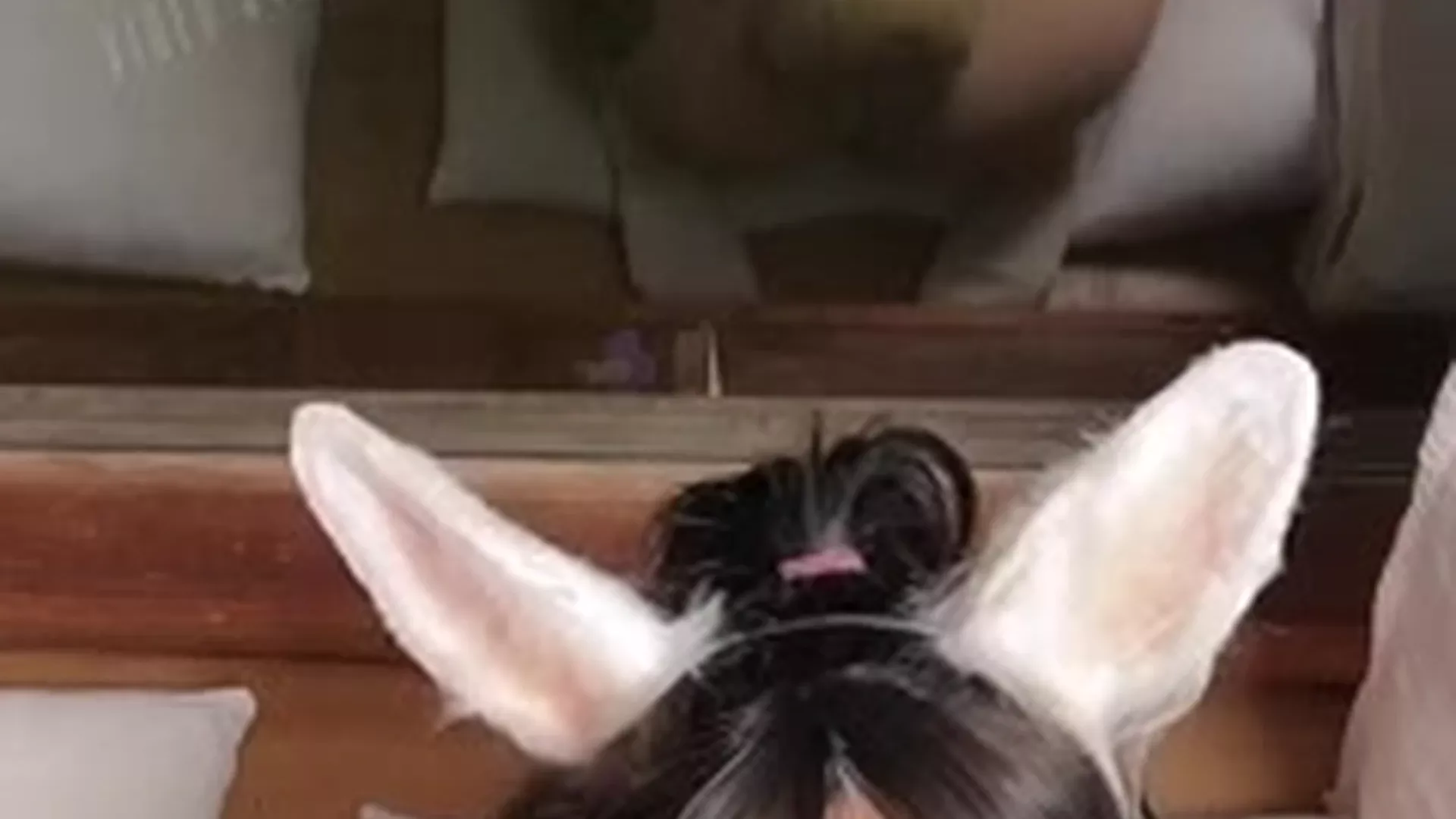 Amanda Welp giving a nice blowjob in bunny dress